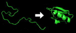 protein before and after folding